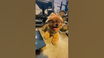 How to 3d print a dog