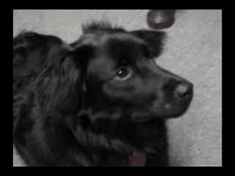 border collie flat coat retriever mix