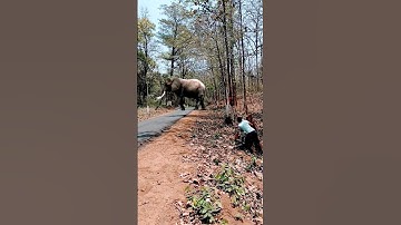 Elephant in my front 😮 #viral #youtubeshorts #shorts #elephant #animals #wildlife #funny #trending