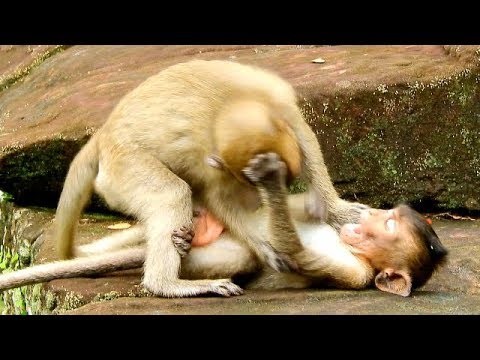 baby monkey pet uk Polino Grabs Head Of Macie Very Strong & Hurt,Pitiful Macie Why Polino Do Like This?