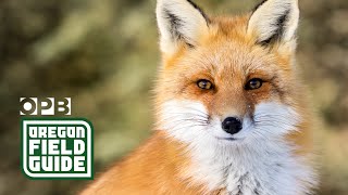 The search for the Sierra Nevada red fox | Oregon Field Guide