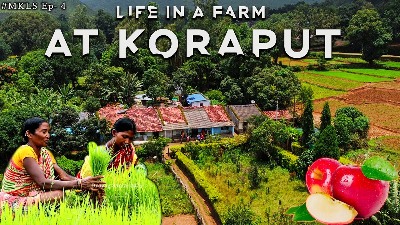 Farmhouse stay at Koraput  - Laxmipur | Apple Farming in Odisha ! Unemployed to Award winning Farmer
