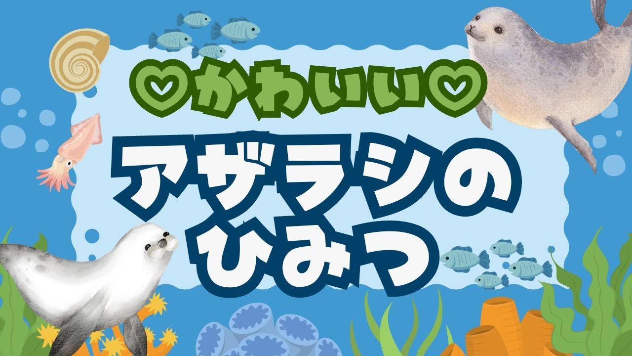 オランダのアザラシ】アザラシのひみつ【子供が喜ぶ！楽しく学べる知育