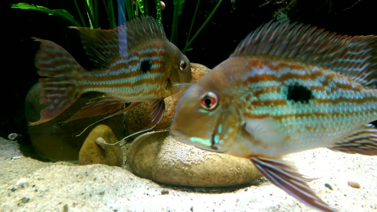 Geophagus Winemilleri mit Gelege