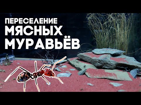 Видео: ПЕРЕСЕЛЕНИЕ МЯСНЫХ МУРАВЬЁВ В НОВЫЙ ФОРМИКАРИЙ ДИП 3.0 С ОГРОМНОЙ АРЕНОЙ! Iridomyrmex purpureus ants