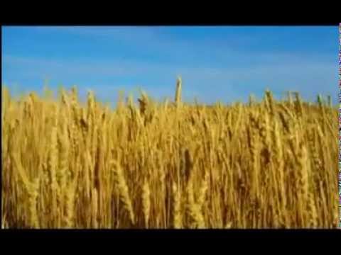 Видео: Цангасан ургац гэж юу вэ?
