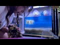 今まで海水水槽を動画に出来なかった理由をありのままお話しします|アクアリウム|海水魚飼育|異変