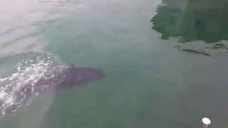 Tuna fish swallowed seagull and spit out back