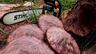 EL COCOBOLO (rosewoods) -- Una madera tan preciada que se llega a vender por KILO!!