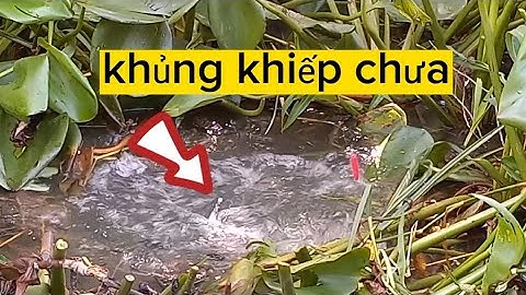 CÂU CÁ RÔ ĐỒNG,Va Chạm Thủy Quái Rừng AMAZON,Thứ Nào Chiệu Nỗi.Trung Miền Tây.T223