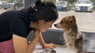 The Dog Who Was Abused And Cut By The Owner Thanked The Kind Person With A Kiss After Being Rescued