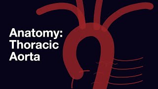 Anatomy - Branches of the Thoracic Aorta