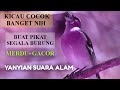 Kicau Burung Merdu Gacor Kicau Alam Liar Chaffinch Singing Birds Kicau Burung Hd Mp3 - Mp4 Download