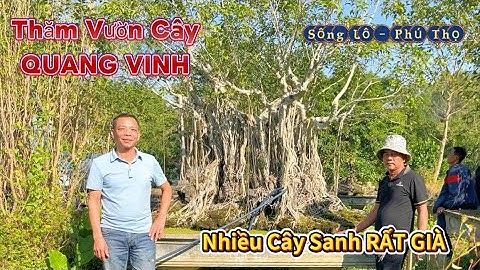 Thăm Vườn Cây QUANG VINH Nhiều Cây Sanh RẤT GIÀ. Giao Lưu Rất Hợp Lý. ĐT 0971238899 