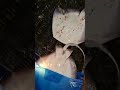 Harvesting Lots of Stingrays, Catching Lots of Stingrays at Night #fishing #fish #fishingnet