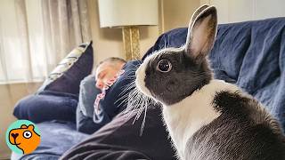 Grandpa Said No Pets But One Rabbit Will Change Everything Cuddle Buddies