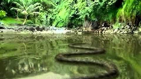 Snake 3D Model by NoneCG