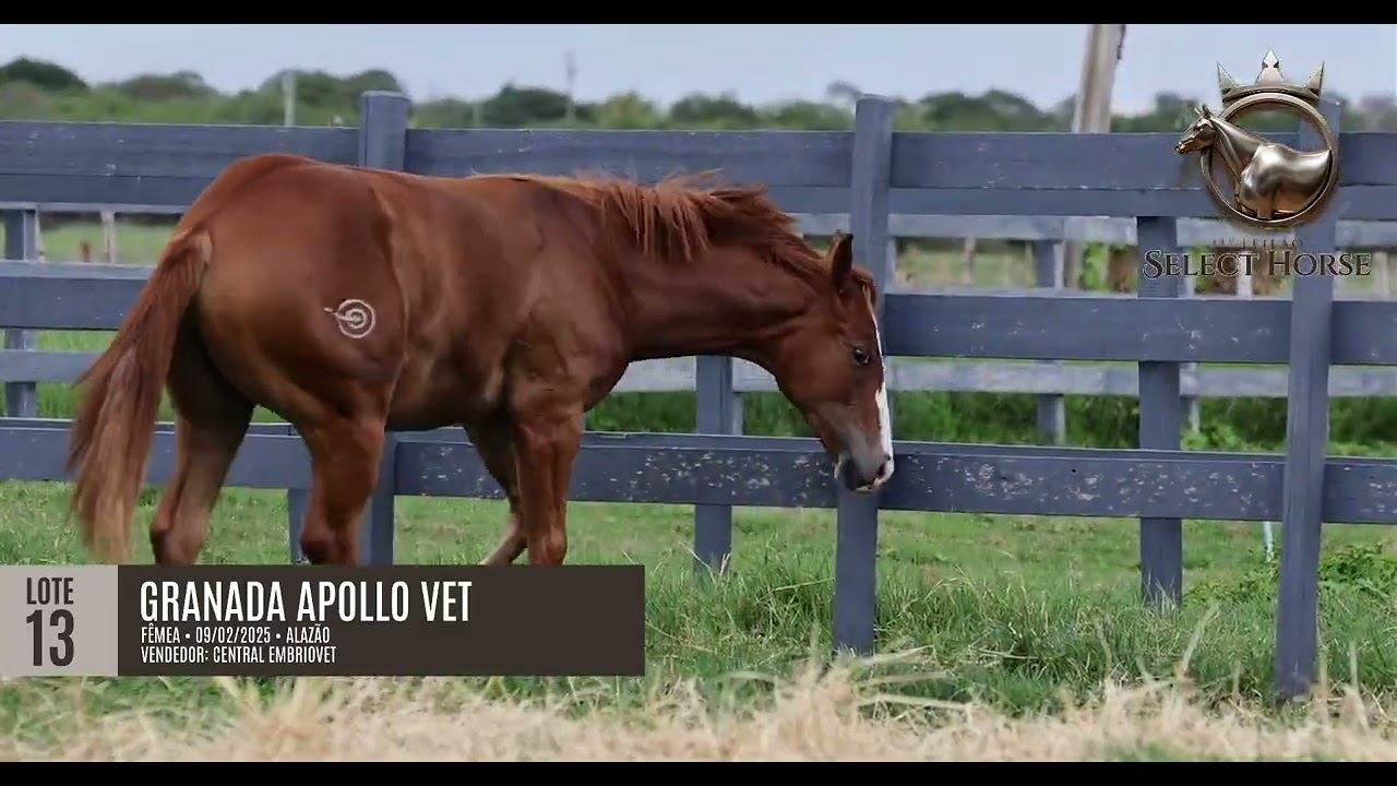 LOTE 13 - GRANADA APOLLO VET