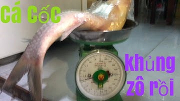 fishing-Câu Tôm.Đụng Ổ Cá Cốc.Dính Cá Cốc gần ký rưởi.zô mánh rồi các Bạn Ơi