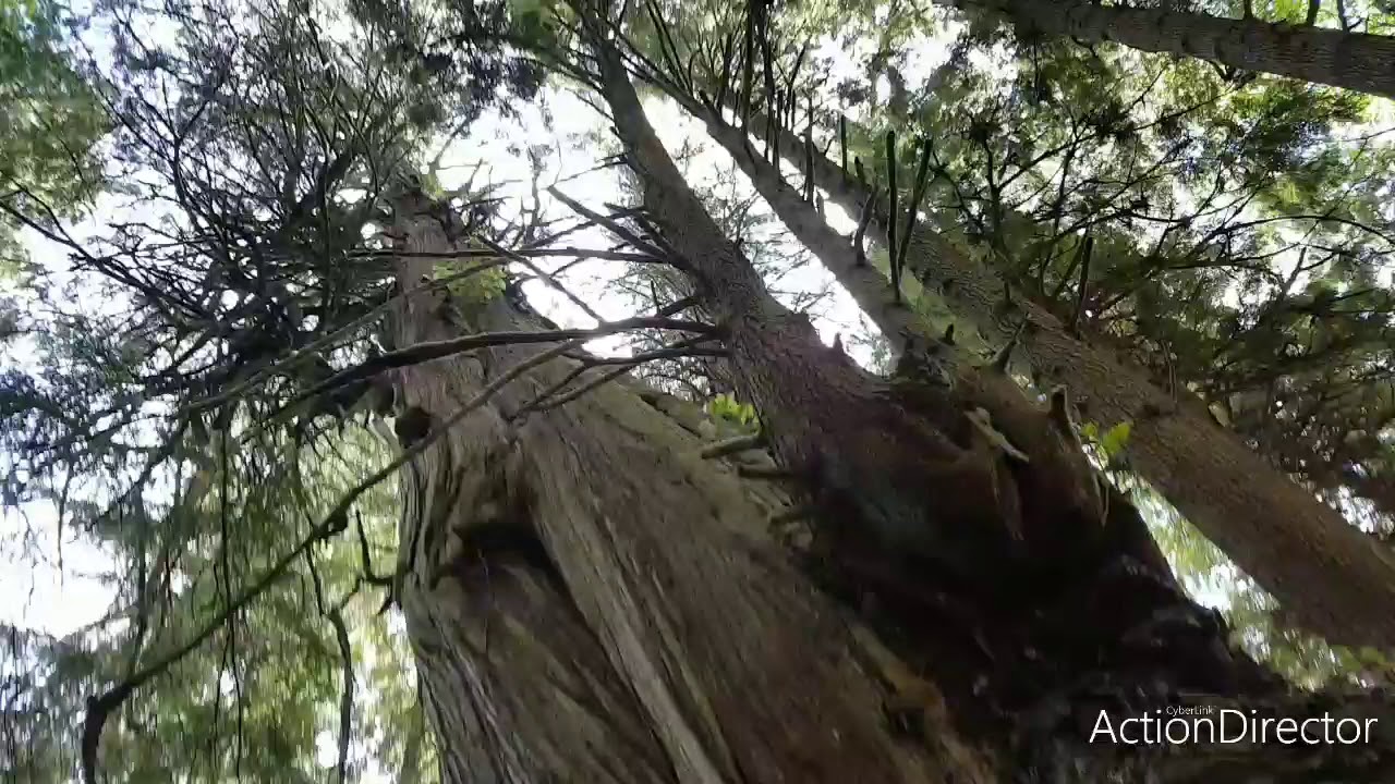 The biggest cedar YouTube