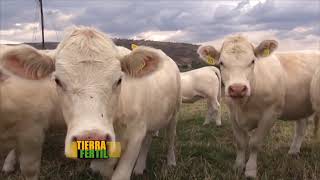 TIERRA FÉRTIL Ganado Charolais (9 de mayo de 2015)