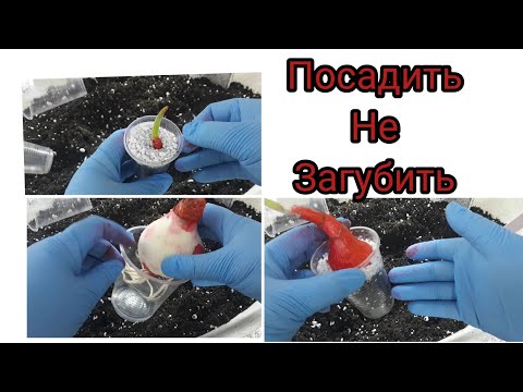 ГИППЕАСТРУМЫ. Посадка по