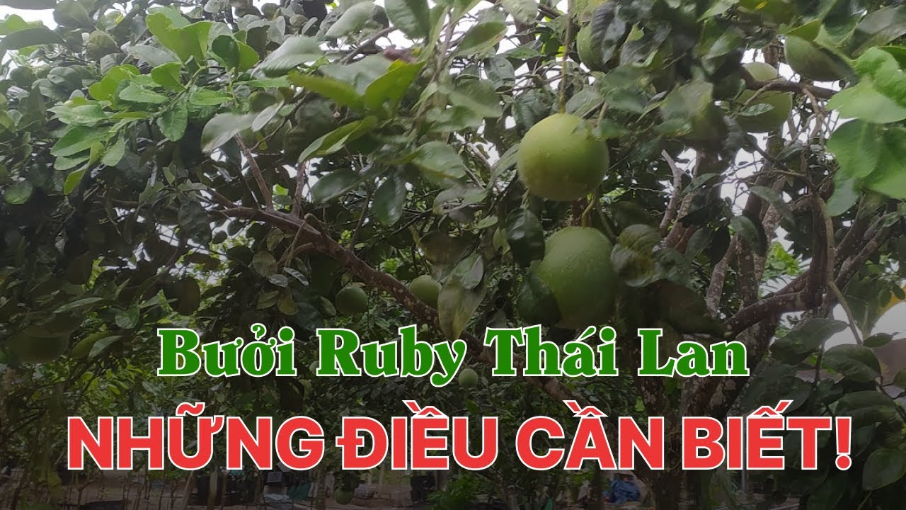 Bưởi Ruby Thái Lan những điều cần biết!