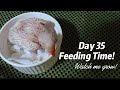 Day 35 Watch me Grow  Feeding time my Indian Ringneck April 25,  2025 #Psittaculakrameri