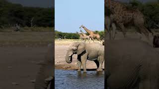 Las patas de los 🐘 Elefantes.     #shorts #viral #video #animales #youtube #fyp #fypシ #fy #elefante