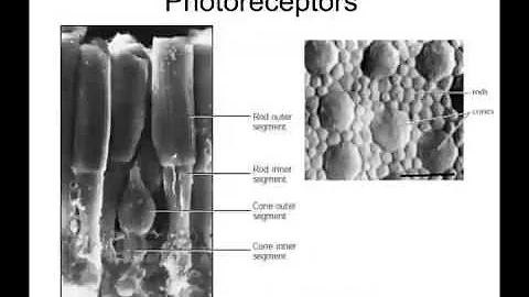 lecture in the series: "making sense of the senses": vision part 1