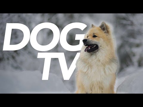 Video: 15 Gifs Anjing Yang Sangat Menenangkan Secara Misterius yang Akan Membuat Anda Meleleh Menjadi Relaksasi