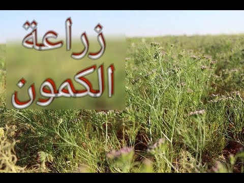 فيديو: زراعة بذور الكمون: كيف ينمو الكراوية