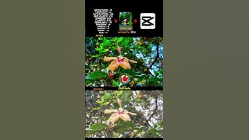 colour grading tutorial in capcut app#capcut #shorts #tutorial