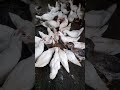 Tahap Pertumbuhan Entok... #entok #ternakunggas #peternaksejahtera #duck #duck #viral