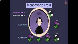Genetic Inheritance Hour 1 edited