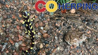 30 Tiger Salamanders in one night near Denver, CO