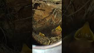 NEW BORN BABY BIRDS AMAZING
