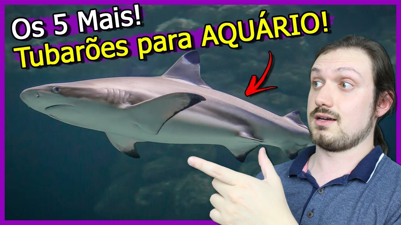 5 tipos de TUBARÕES para por em AQUÁRIO! (Não é BAIT!)