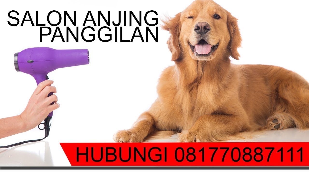 🐕 Grooming Anjing Jakarta Barat 081770887111 YouTube