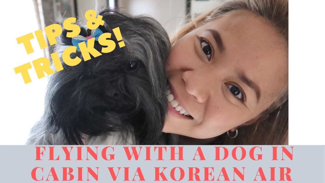 pet travel on korean airline