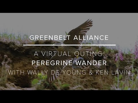 Virtual Outing - Peregrine Wander