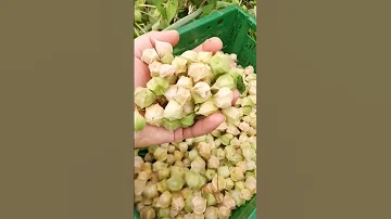 Дача как хобби. Физалис.