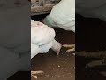 Pure White Beautiful Couple ЁЯШН Shorts Pure White Beautiful Couple ЁЯШН Shorts