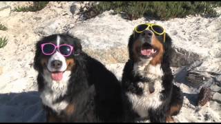 A Beach Day For Hannah  Bernese Mountain Dogs