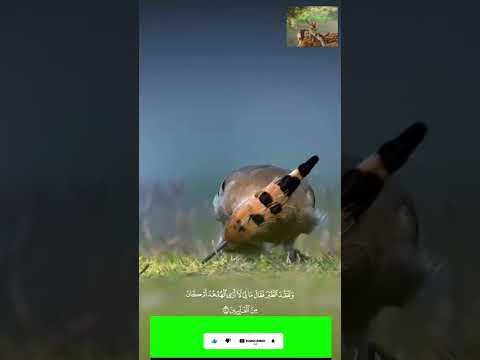 طائر الهدهد لماذا خصه سيدنا سليمان عن باقي الطيور التفاصيل بالمقطع التالي