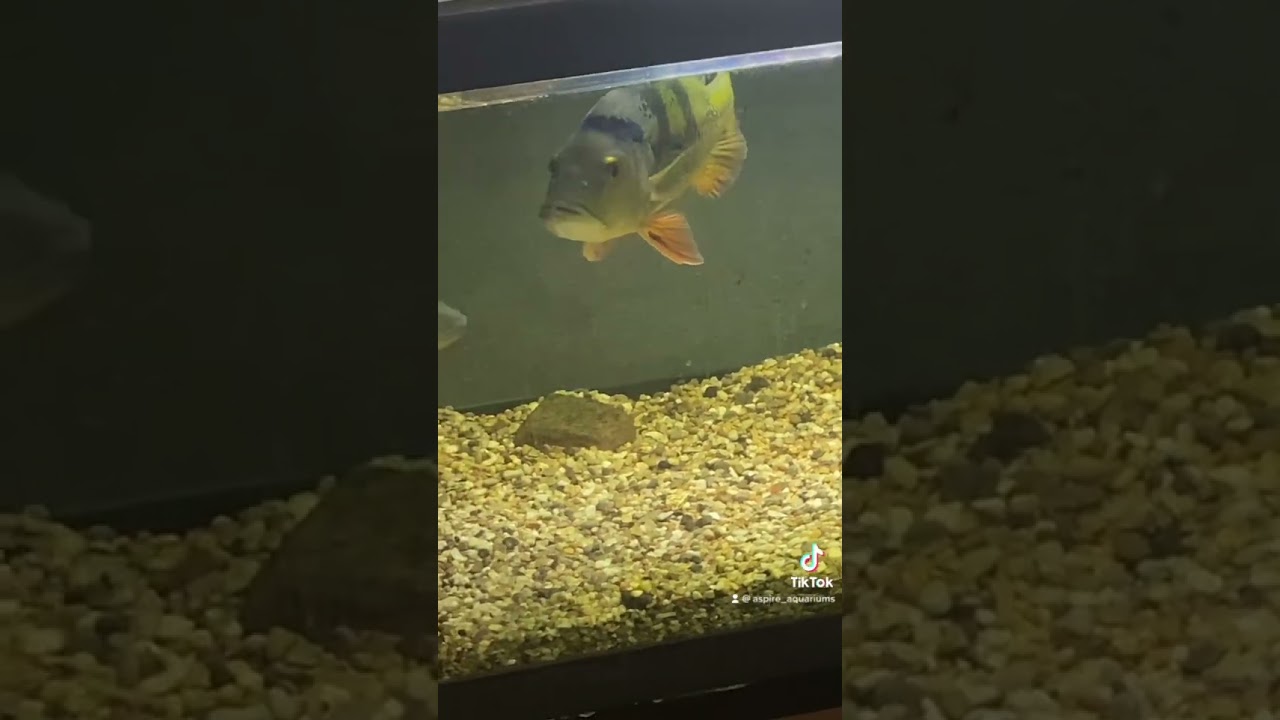 Monster Peacock Bass Tank 