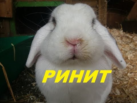 Видео: Зуд или царапины у кроликов