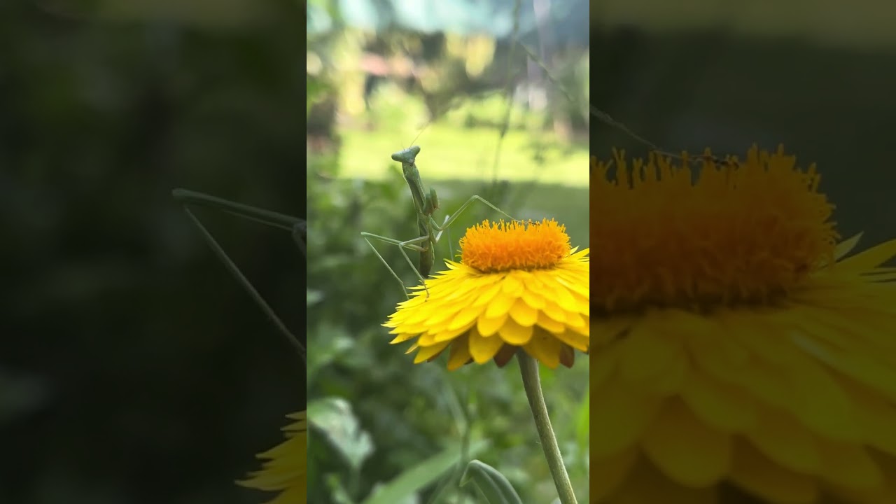 Praying mantis #mantis #nature #praying mantis #garden #flower