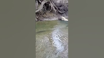 Spawning Rainbow Trout