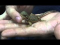 UGR Reptile Raffle - Baby Translucent Bearded Dragon!